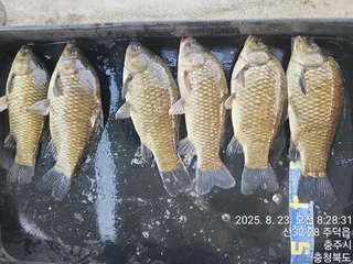 화곡낚시터 조황정보 