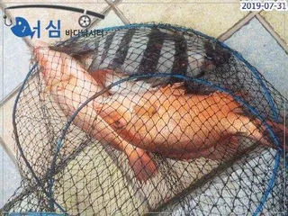 7월31일 어심바다낚시터조황 