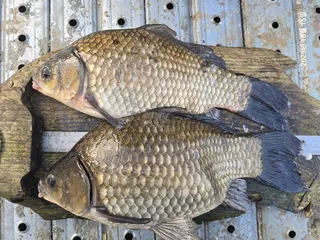 용담대물낚시터 