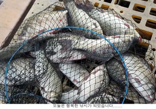 신봉지 방류도하고 조황도 올리고....