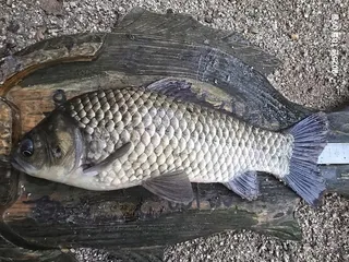 용담대물낚시터 