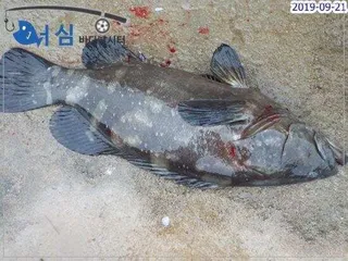 9월21일 어심바다낚시터조황 