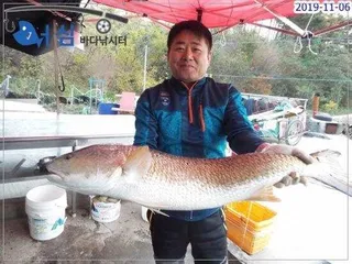 11월06일어심바다낚시터조황