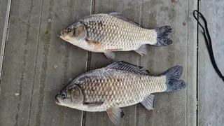 아산 명품 월랑낚시터 4월 두번째 조황 화보입니다...^^