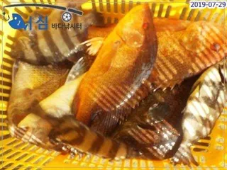  7월29일 어심바다낚시터조황 