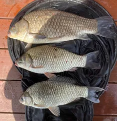 송전지 제일좌대 조황입니다.