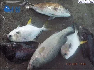  10월02일어심바다낚시터조황 