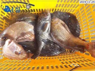 11월23일 어시바다낚시터조황 