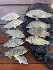 송전지 제일좌대 조황입니다.