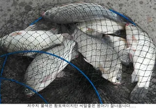 만수가되니 조황도 좋아집니다....