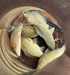 송전지 제일좌대 조황입니다.