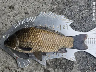 용담대물낚시터 