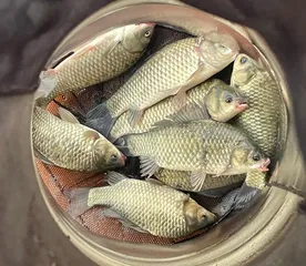 송전지 제일좌대 조황입니다.