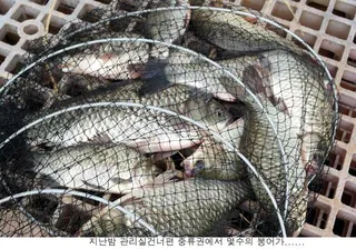 장마철 신봉지는 이런조황을....