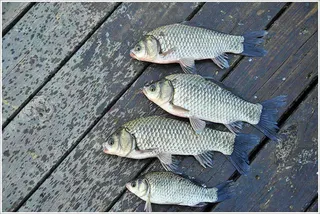 고운 채색의 붕어들이...