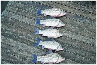 {{회암}} 오직! 단 한번만이라도...