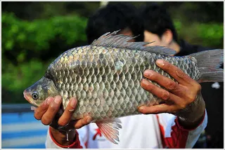 {{회암}} 가을맞이 친선대회 2부...