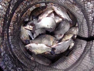 개심낚시터 4월네째주 이야기..