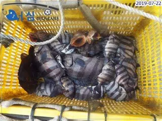  -  7월23일어심바다낚시터조황 
