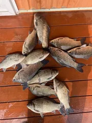 송전지 제일좌대 조황입니다.