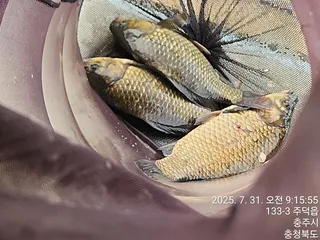 화곡낚시터 조황정보 