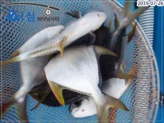 7월26일 어심바다낚시터조황