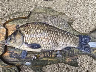 용담대물낚시터 