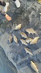 아산 명품 월랑낚시터 5월 첫번째 조황 화보입니다...^^