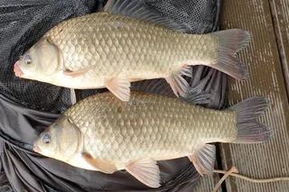  다시금 살아나는 백학지 조황