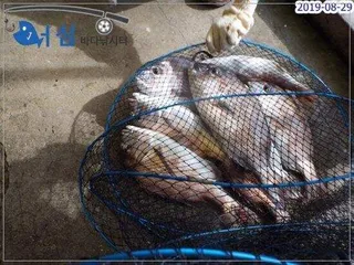 8월29일어심바다낚시터조황 