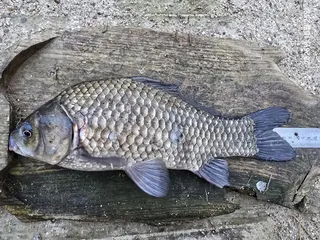 용담대물낚시터 