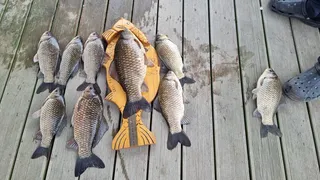 아산 명품 월랑낚시터 6월 첫번째 조황 화보입니다...^^