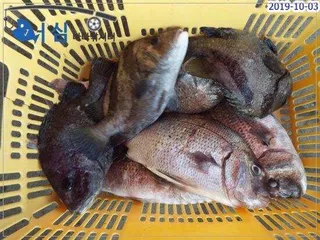  10월03일 어심바다낚시터조황 