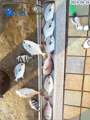 9월18일어심바다낚시터조황