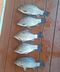 송전지 제일좌대 조황입니다.