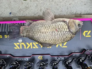 배수없는 항곡낚시터 조황