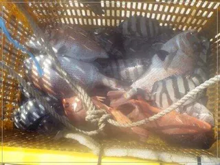  7월27일 어심바다낚시터조황 