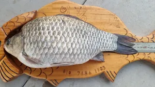 아산 명품 월랑낚시터 9월 첫번째  조황소식입니다.....^^