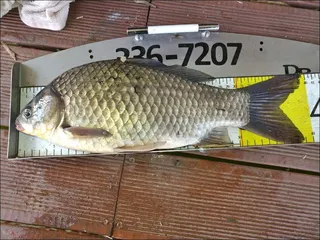 18.04.16 송전지 서울집 조황