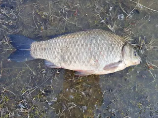 당진 가교리지 영산강붕어 2차대량방류로 인하여..