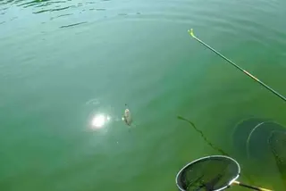 가평-은행나무낚시공원 조황!(6월19일)