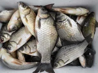 현충일연휴 개심낚시터 모습