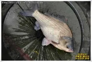 자연산 대물 토종들과 송어들