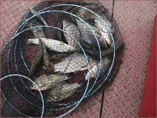 토종붕어와 모래무지 마자...