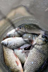 [봉림지] 노란 가을 월척 . 살아나는 조황