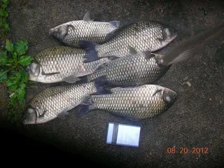 양평 피쉬랜드 조황화보및 공지사항^_^