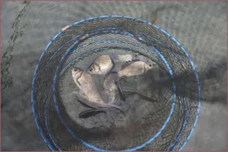 참!!댐붕어 만나기 힘드네요...