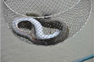 [유일낚시터]요번주는 일요일에도 추가방류합니다,