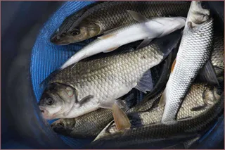 큰비에 대물을 기대해 봅니다..