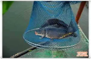 대물월척이그리워서~